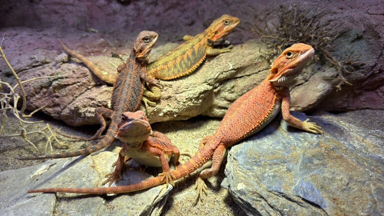 Terrarium dla agamy brodatej – wymiary, oświetlenie i wyposażenie