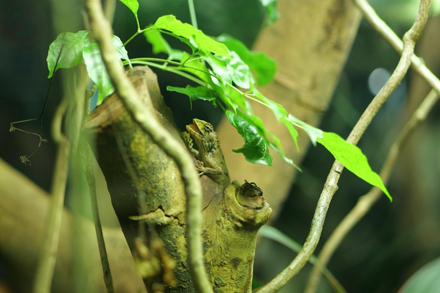 Terrarium dla gekona lamparciego 60x40x40