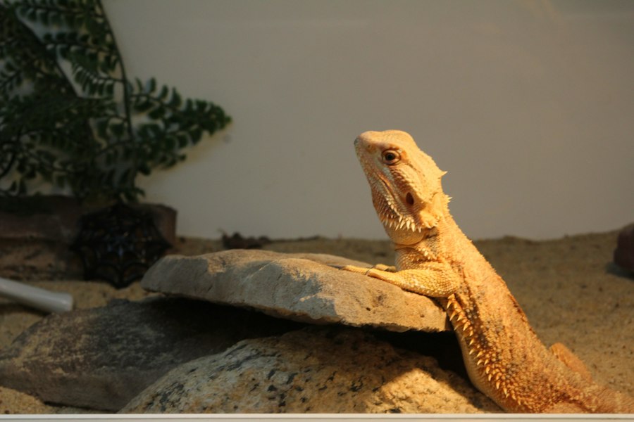 Photo bearded dragon terrarium setup cost size equipment